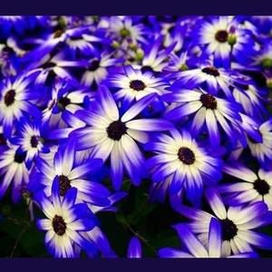 Meet your Posher, Martha